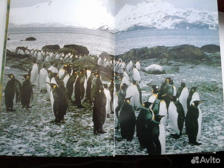 Книга: Уильям Х. Амос. Живой мир островов