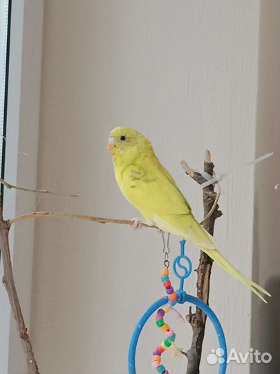 Волнистый попугай девочка 3,5 месяца