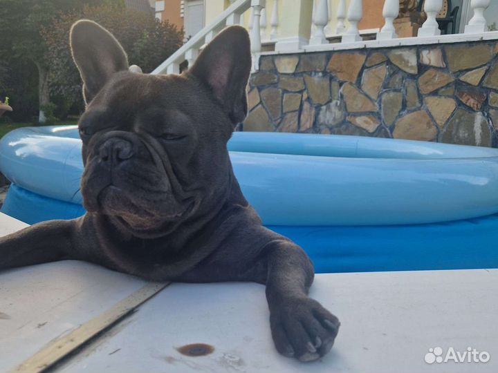 Кобель французского бульдога для вязки