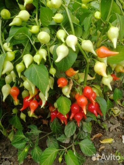 Перец острый семена ч. 2