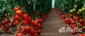 Рассада крупноплод томатов.огурец бакл. перец