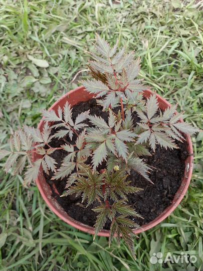 Хоста,хризантема