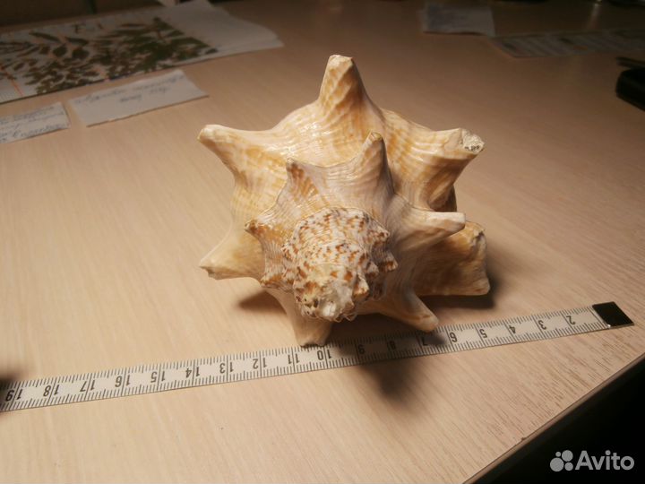 Морские ракушки раковины для аквариума,интерьера