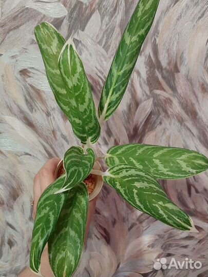 Аглаонема Ivy Green
