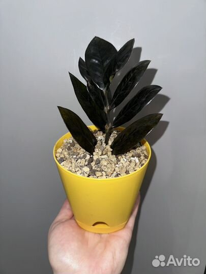 Замиокулькас чёрный равен