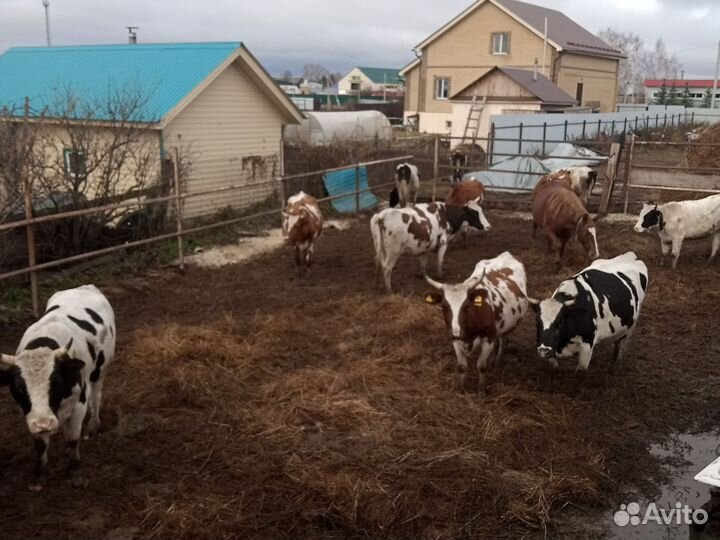 Корова стельная дойная