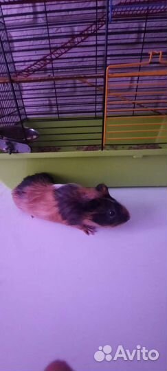 Морская свинка+клетка+опилки+сено+миска и поилка