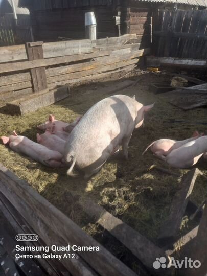 Поросята