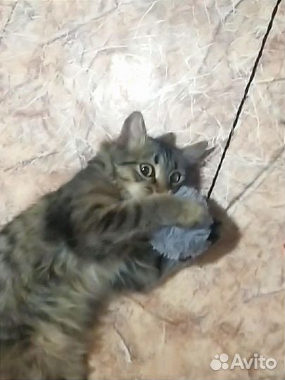 Котёнок мальчик