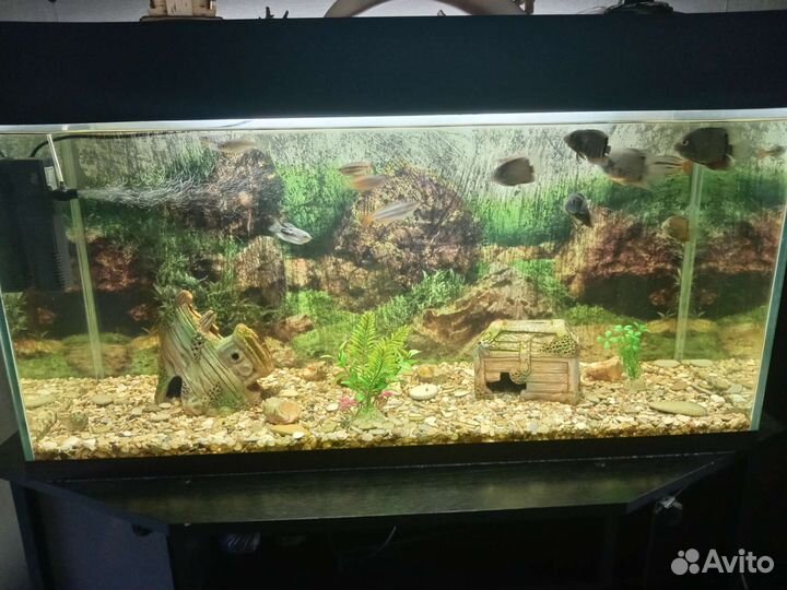 Аквариум с тумбой и рыбками
