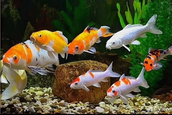 Чистка аквариумов и прудов, корм тетра дискус