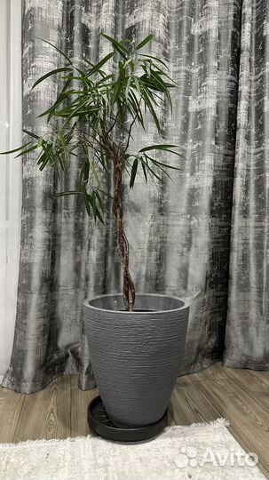 Фикусу Биннендийка Али