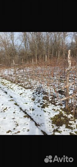 Саженцы малины