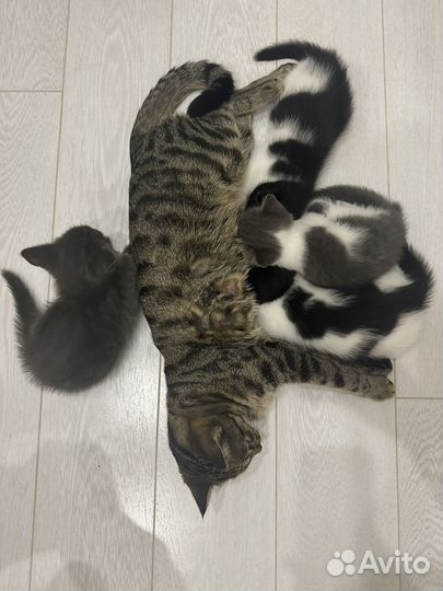 Кошка в дар бесплатно