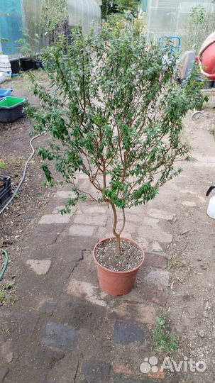 Мирт, Миртовое дерево