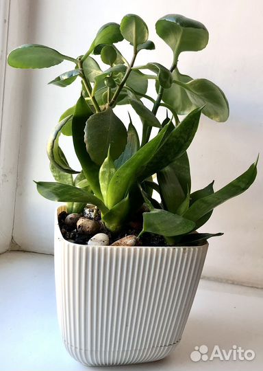 Сансевиерия ханни,каланхоэ