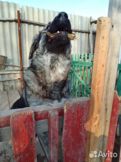 Алабай в дар