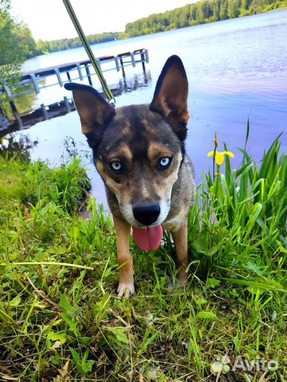 Собака в добрые руки