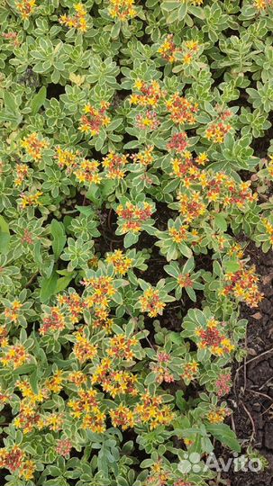 Почвопокровные растения