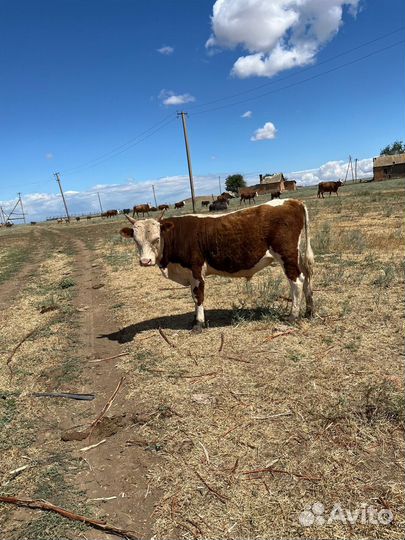 Бычки степные