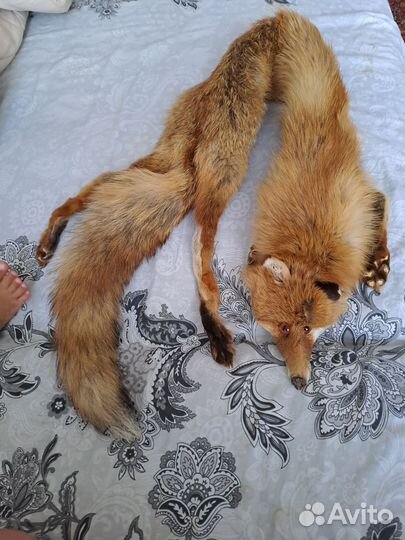 Меховой воротник лиса