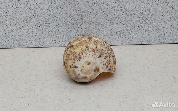 Вериджита 9,3 морская ракушка раковина