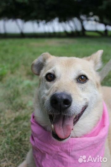 Помогите собаке познать любовь