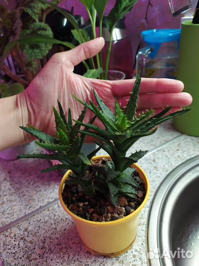 Комнатные сортовые растения