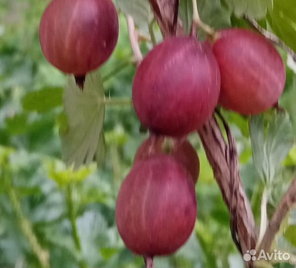 Саженцы крыжовника, смородины белой, красной, черн