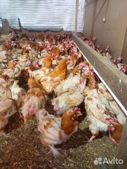 Куры несушки
