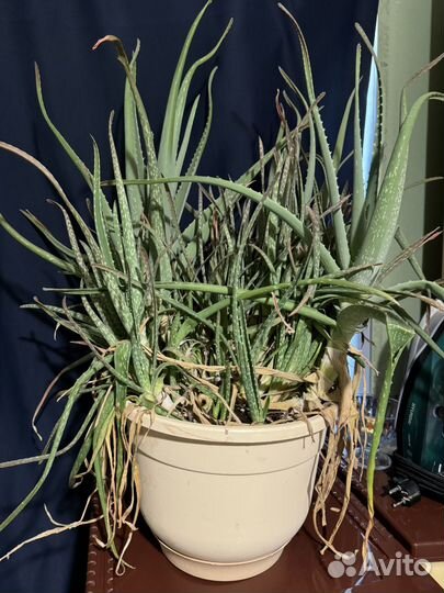 Алоэ большой