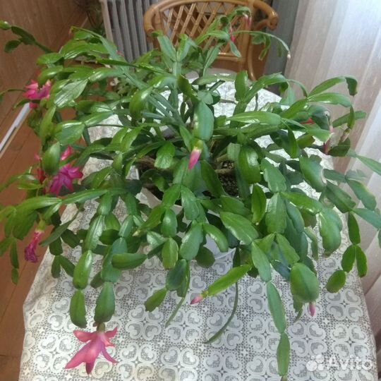 Зигокактус усеченный