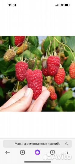 Деревья и кустарники