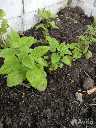 Мелисса лимонная