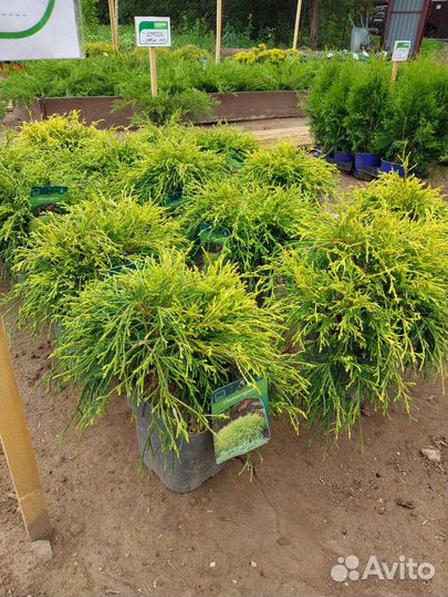 Редкие растения для сада