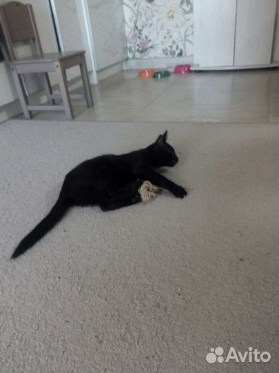 Отдам бесплатно котенка в хорошие руки