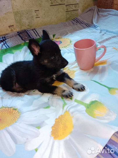 Щенок мальчик