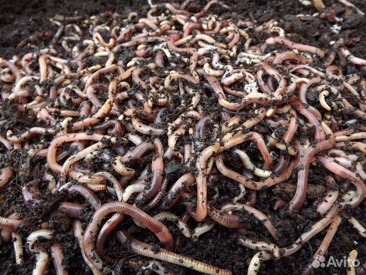 Калифорнийские дождевые черви