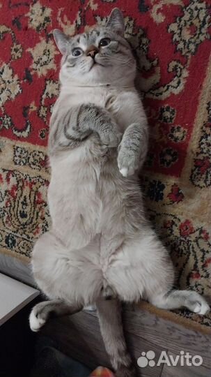 Кот