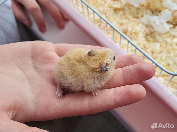 Джунгарские хомячки