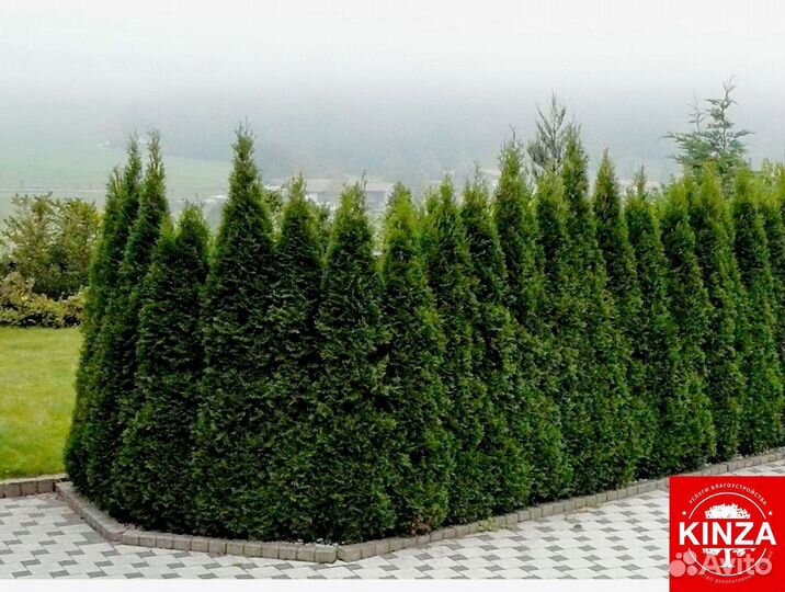 Туя колумна 1,7 м