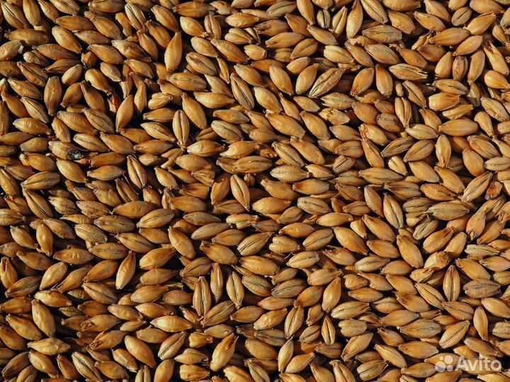 Корма для животных