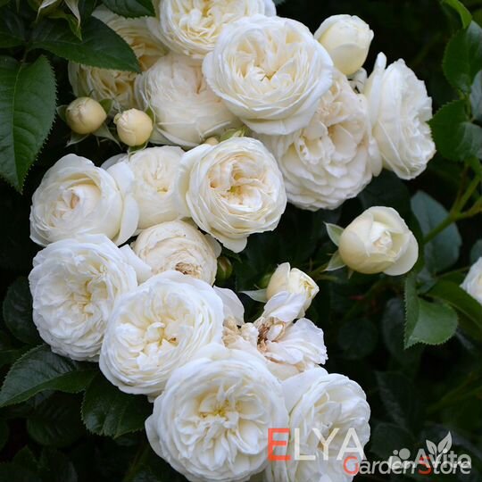 Саженцы и Рассада