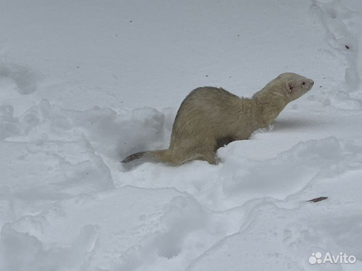 Вязка хорька