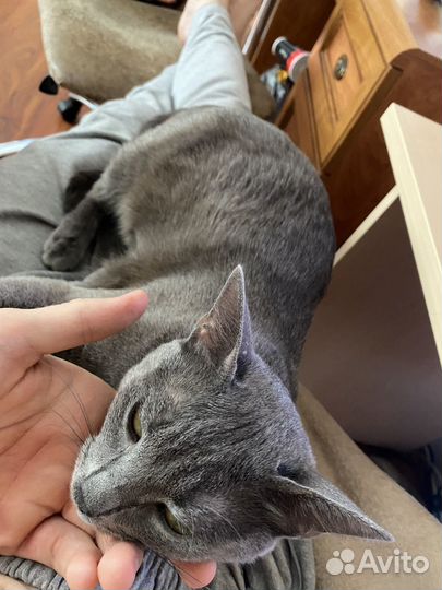 Вязка кошка