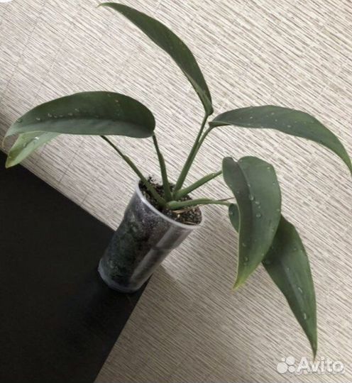 Филодендроны,Тетрастигма