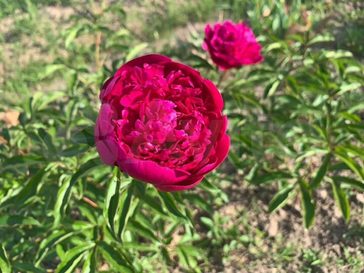 Дом 13 м² на участке 12 сот.