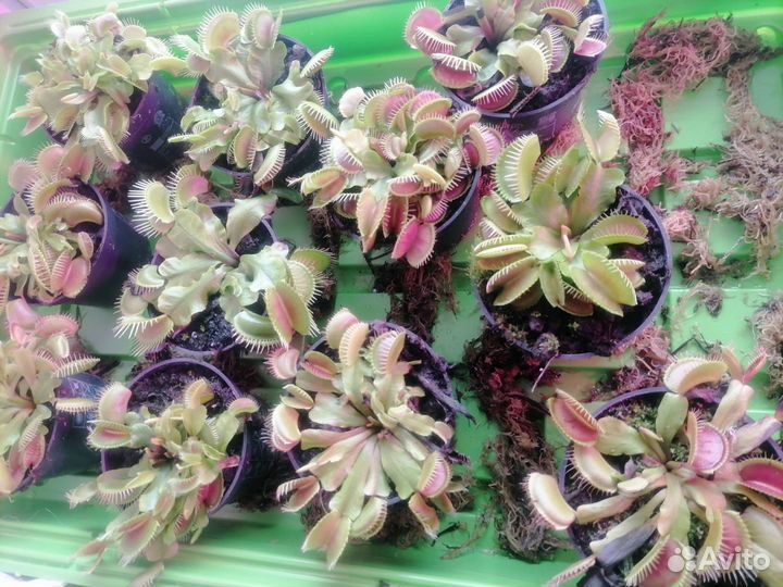 Венерина мухоловка