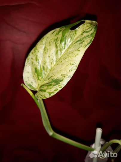 Эпипремнум Пиннатум Марбл Вайт, новинка Вайт Марбл