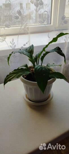 Подрощенные детки спатифиллума